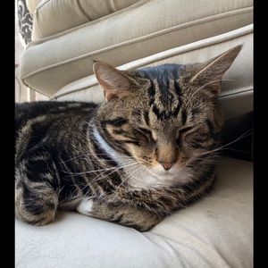 Meet your Posher, Abby